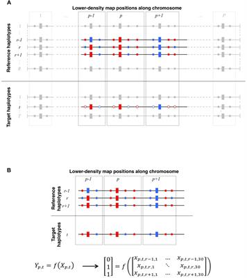 A Random Forests Framework for Modeling Haplotypes as Mosaics of Reference Haplotypes